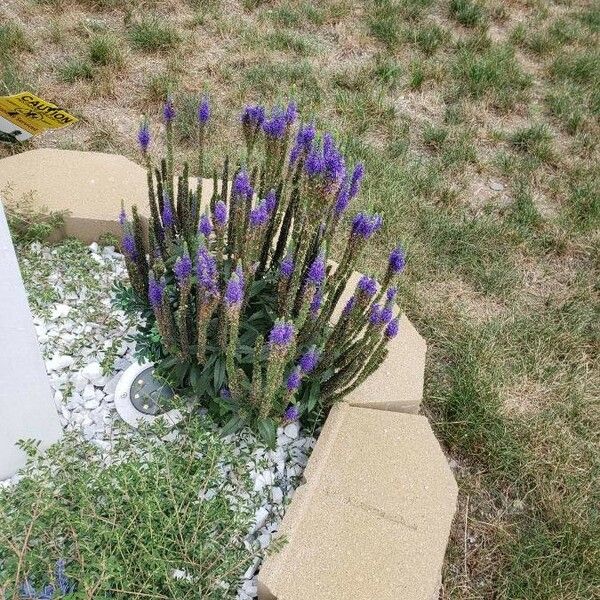 Veronica spicata Облик