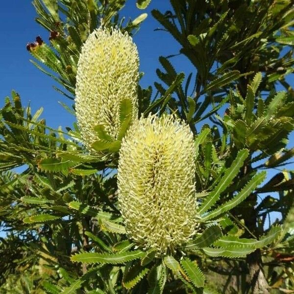 Banksia serrata Cvet