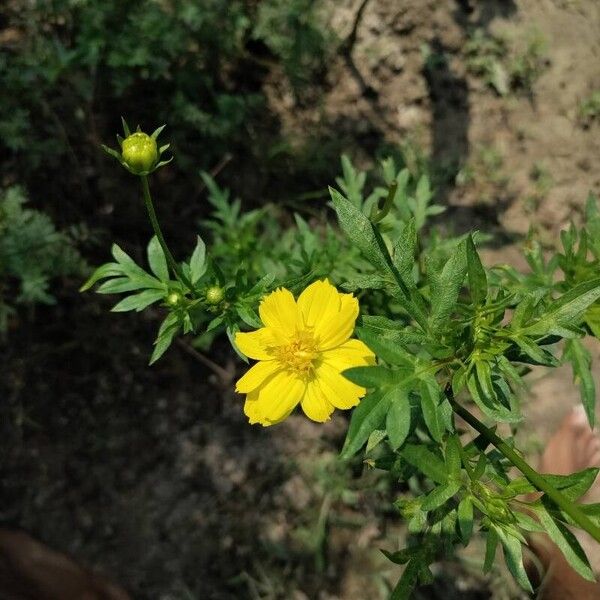 Cosmos caudatus പുഷ്പം