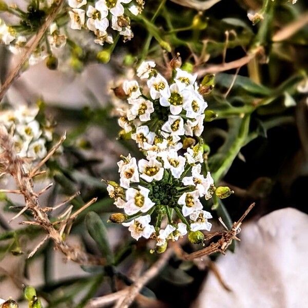 Lobularia maritima പുഷ്പം