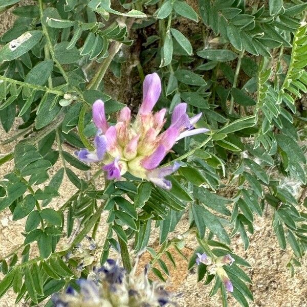 Astragalus lotiflorus Λουλούδι