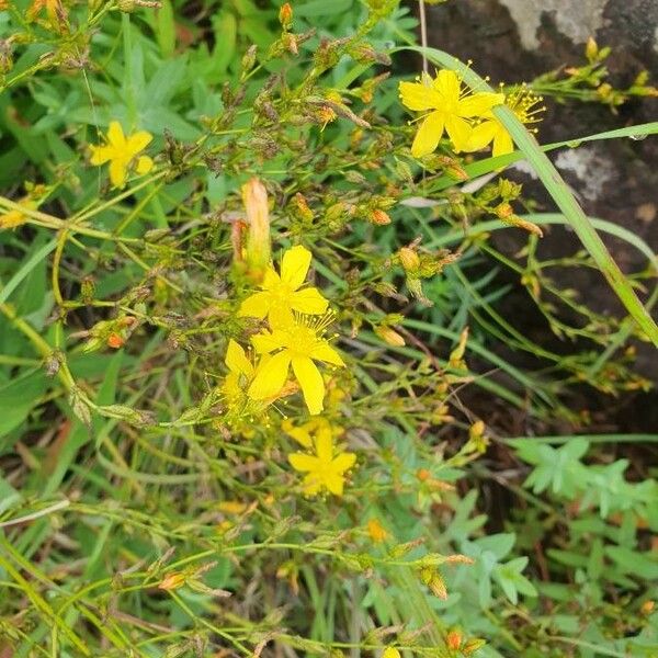 Hypericum annulatum 花