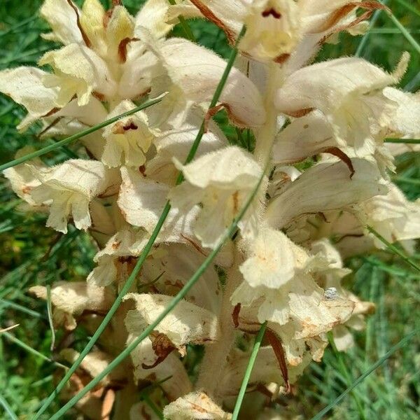 Orobanche caryophyllacea Flower