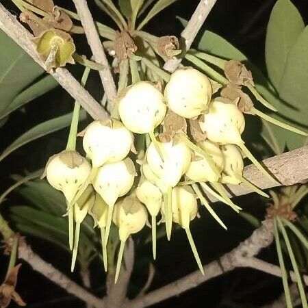 Madhuca longifolia Fleur