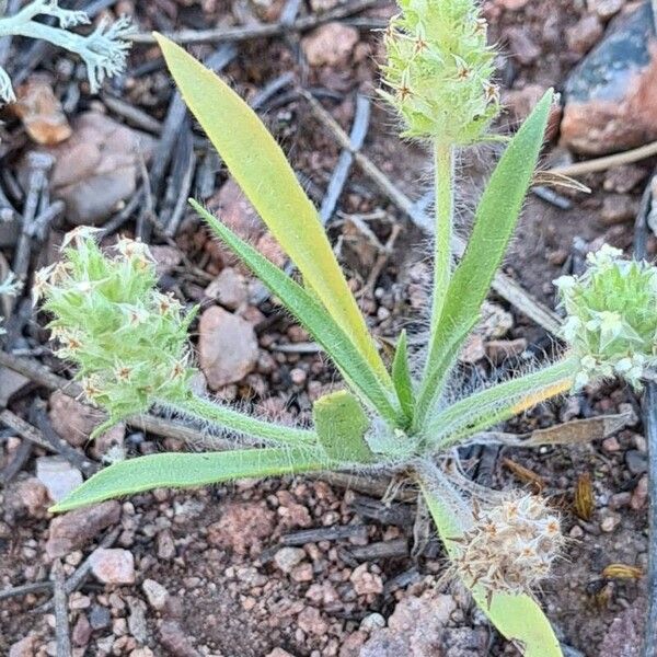 Plantago bellardii Цвят