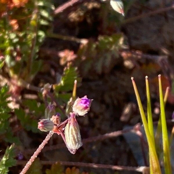 Erodium brachycarpum Kvet