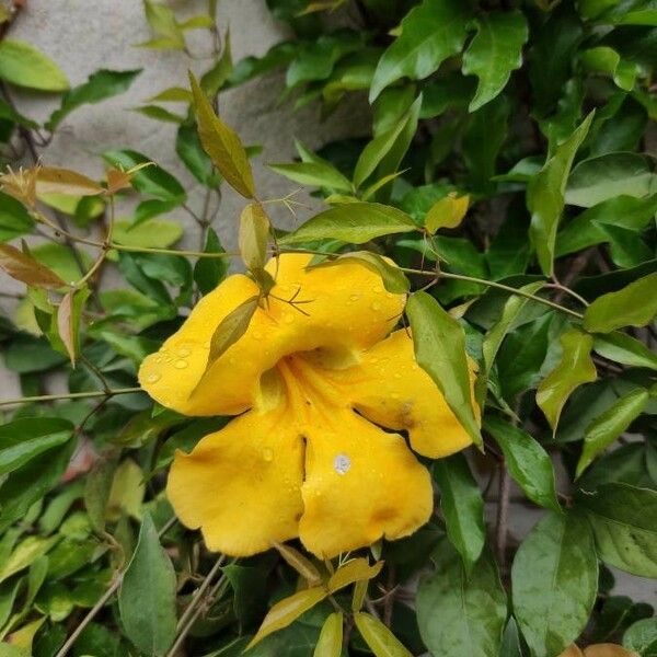 Dolichandra unguis-cati Цветок
