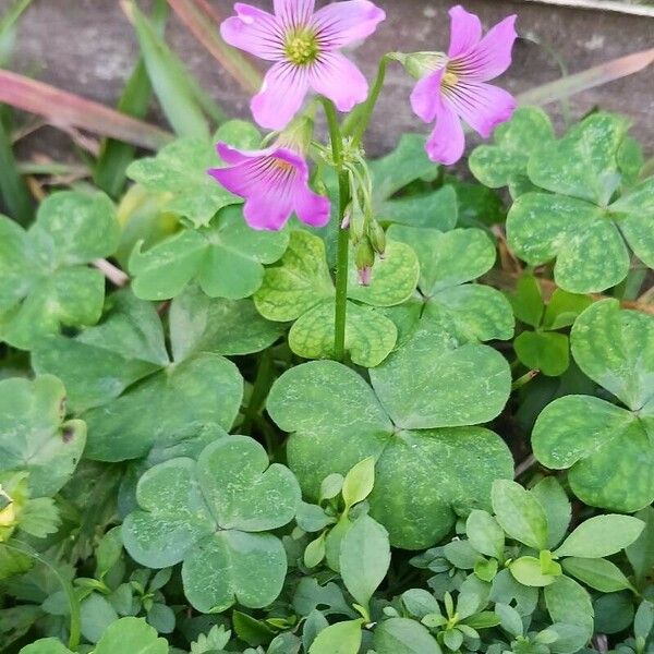 Oxalis debilis Flor