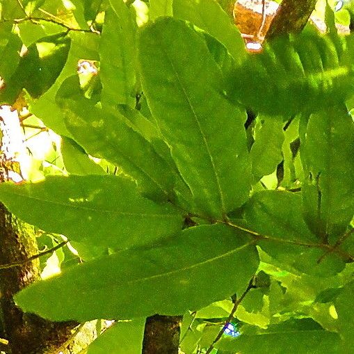 Inocarpus fagifer Blad