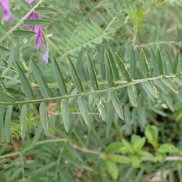 Vicia tenuifolia Leaf