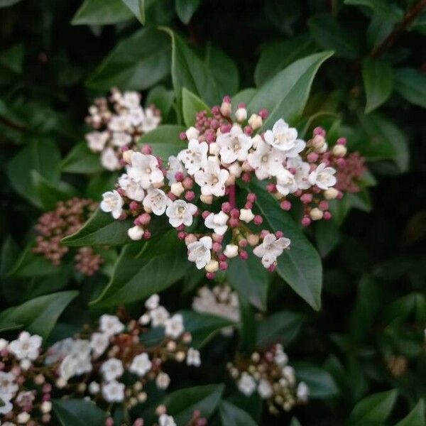 Viburnum tinus Cvet