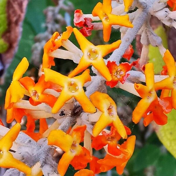 Buddleja madagascariensis Floare