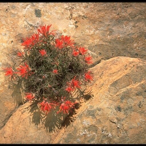 Castilleja scabrida (Rough indian paintbrush)