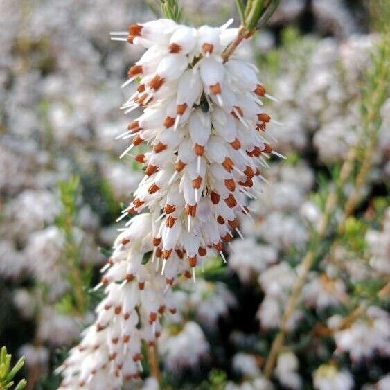 Erica arborea Muu