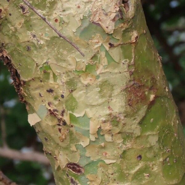 Commiphora baluensis Kůra