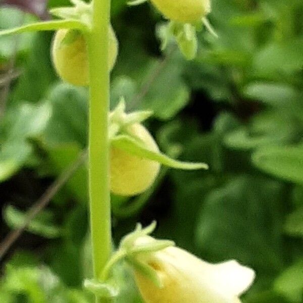 Digitalis grandiflora ফুল