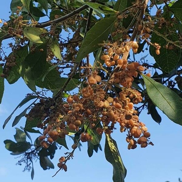 Searsia natalensis ഫലം