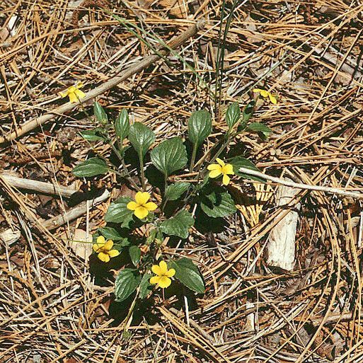 Viola purpurea Habit