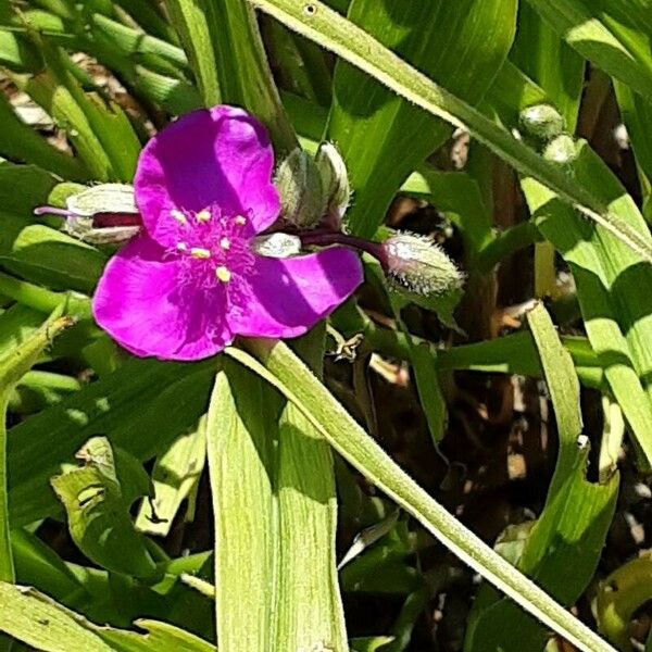 Tradescantia virginiana Flower