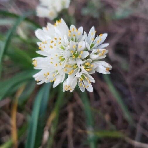 Allium subvillosum Kukka