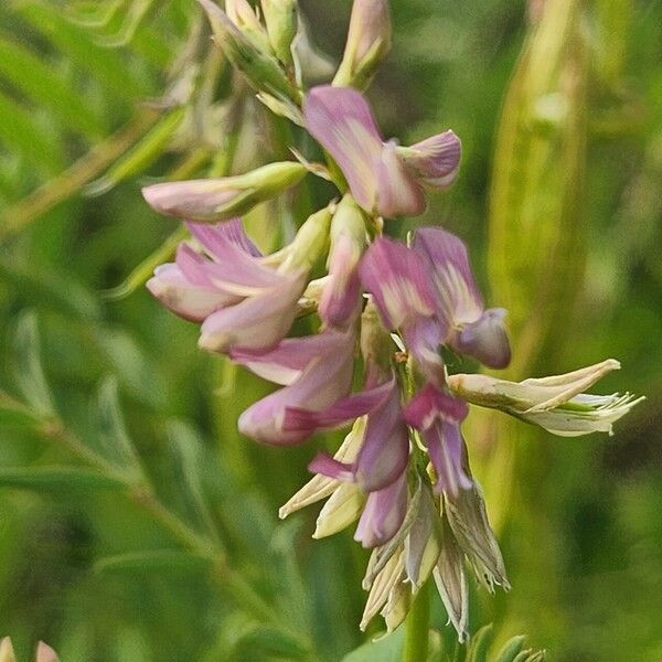 Astragalus atropilosulus Flor