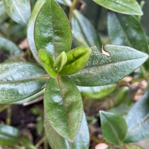 Veronica × andersonii Leaf