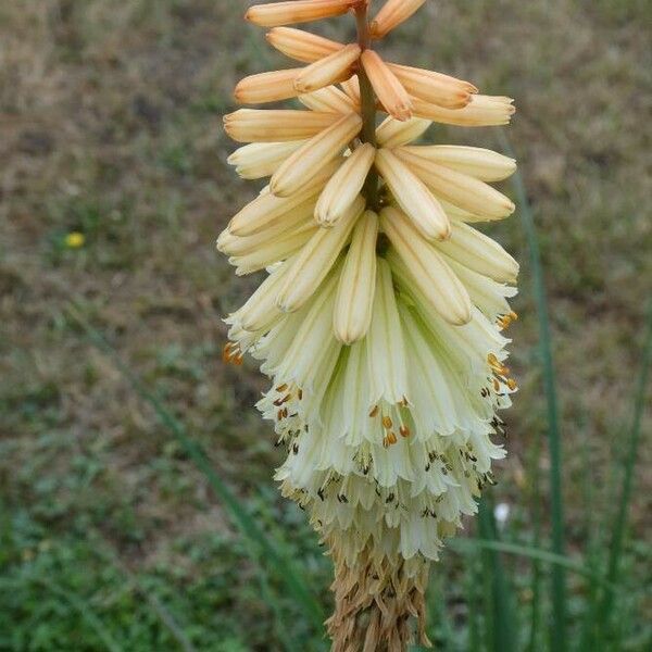 Kniphofia uvaria ফুল