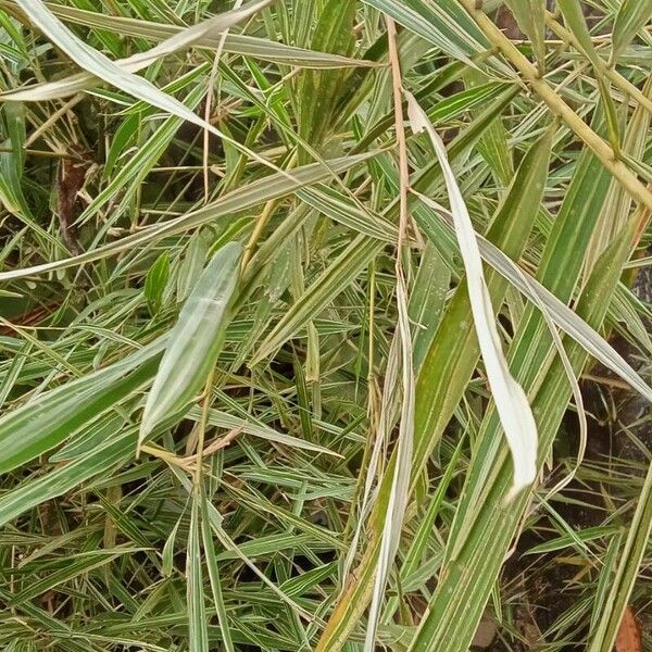 Phalaris arundinacea Bark