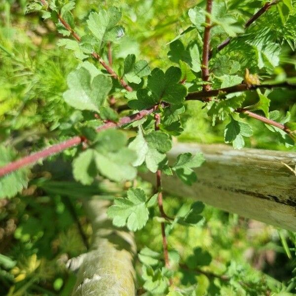 Ribes speciosum Ліст