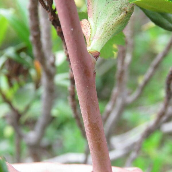 Rosa pendulina Lubje