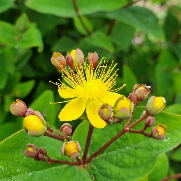 Hypericum × inodorum ᱵᱟᱦᱟ