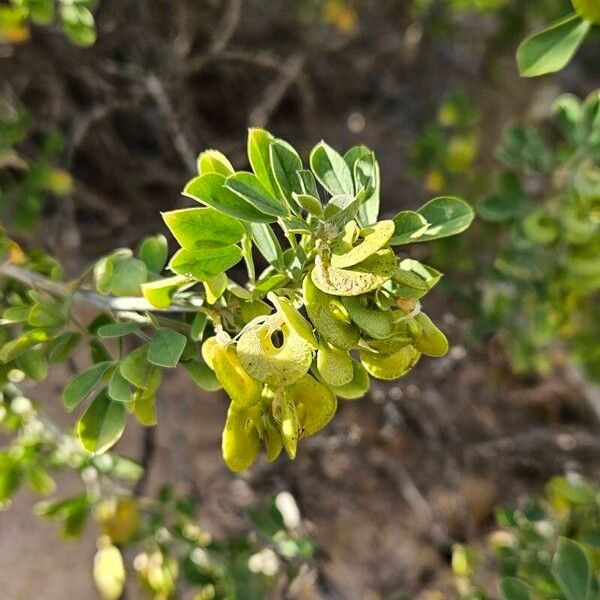 Medicago arborea Folio