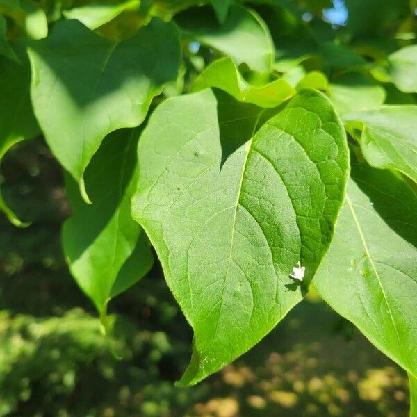 Syringa reticulata Blatt