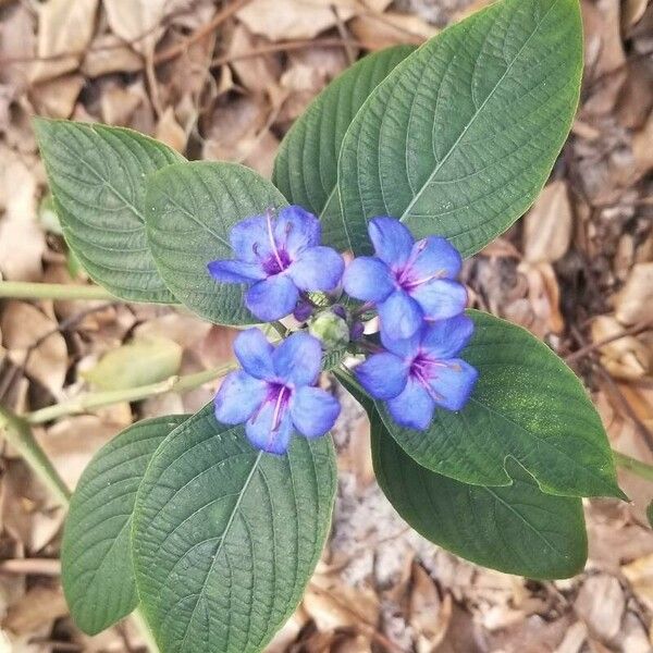 Eranthemum pulchellum Çiçek