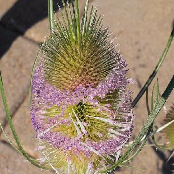 Dipsacus fullonum Blomst