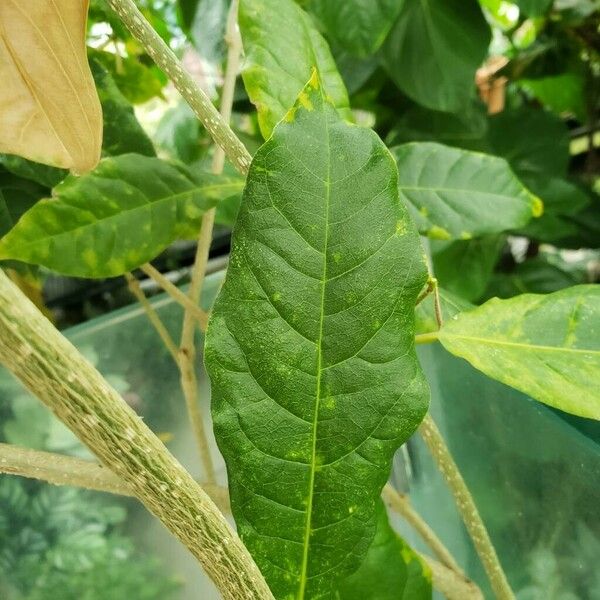 Petrea volubilis Leaf