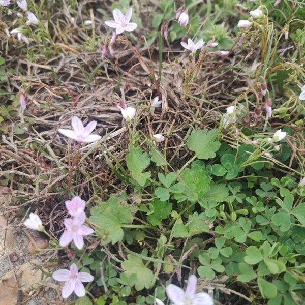 Claytonia virginica Flor