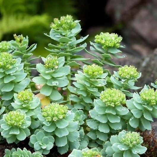 Rhodiola rosea Blad