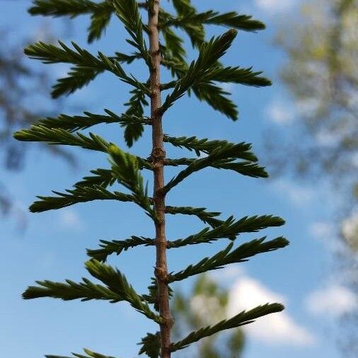 Taxodium distichum Blad