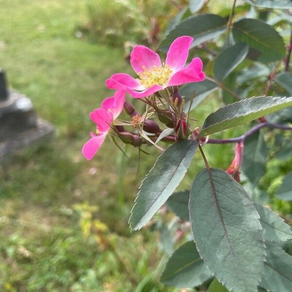 Rosa glauca Blomma