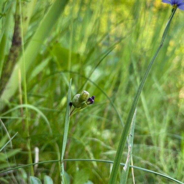 Sisyrinchium montanum ফল