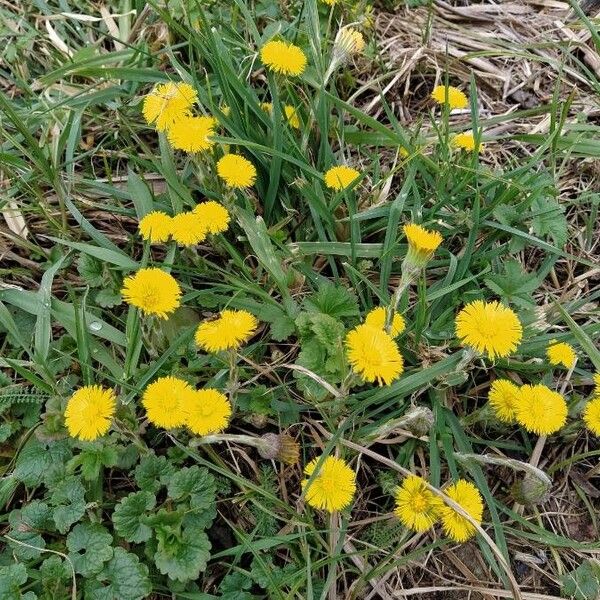 Tussilago farfara Flors