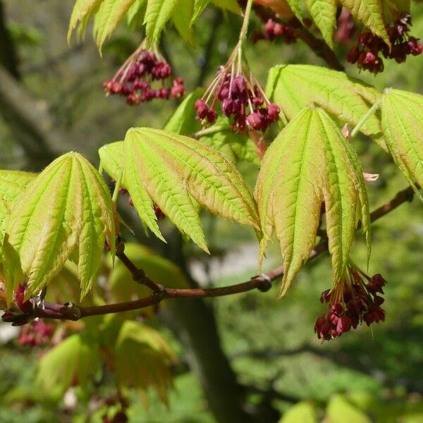 Acer circinatum Outro