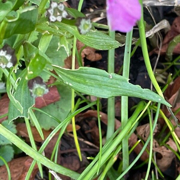 Alstroemeria aurea Blatt