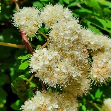 Sorbaria kirilowii Flower