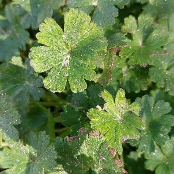 Geranium argenteum Лист