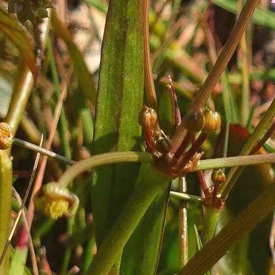 Baldellia ranunculoides 葉