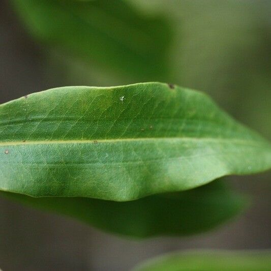 Agarista salicifolia Blad