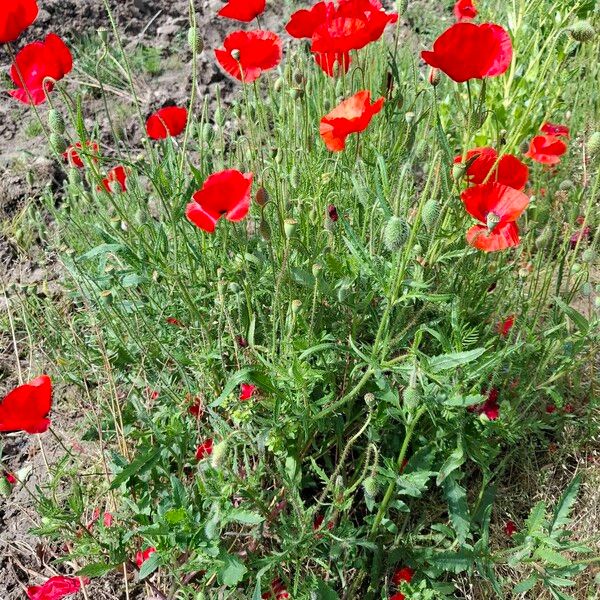 Papaver rhoeas आदत