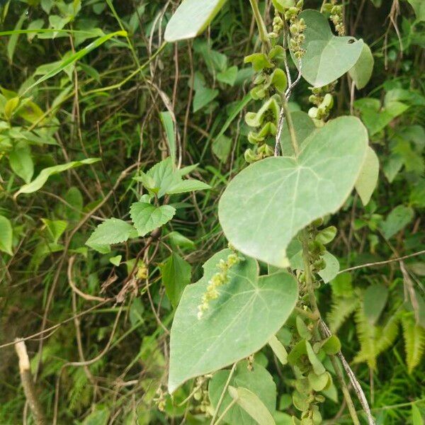 Cissampelos pareira ফুল